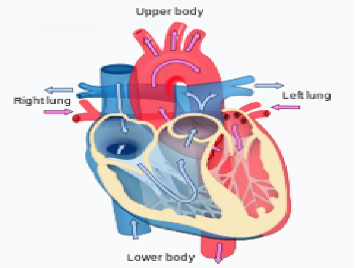 Cardiology and disorders treatment